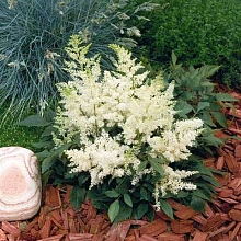 Астильба Арендса 'Астари Уайт' (белая)