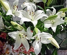 Лилия 'Кокосса' (белая)