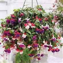 Фуксия (кашпо)