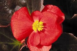 Бегония изящная 'Найтлайф Ред'