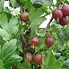 Крыжовник 'Юбиляр'