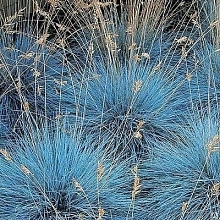 Овсяница сизая 'Интенс Блу'