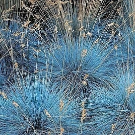 Овсяница сизая 'Интенс Блу'