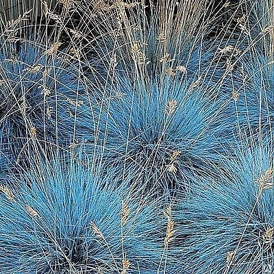 Овсяница сизая 'Интенс Блу'