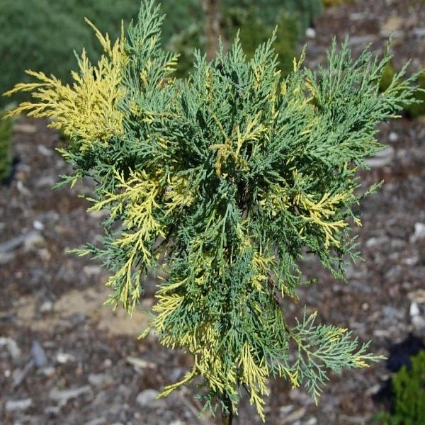 Можжевельник пфитцериана 'Блю энд Голд'