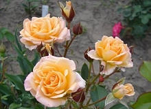 Роза 'Сюрприз' (флорибунда) (желтая)