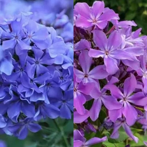 Флокс метельчатый 'Гордость России'