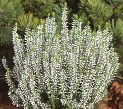 Вереск обыкновенный 'Алисия' (белый)