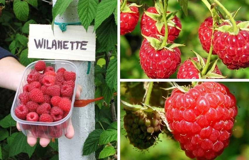 Малина 'Вилламетте'