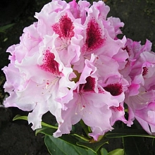 Рододендрон гибридный 'Королева Ядвига'\ Роял Баттерфляй (розово-белый)