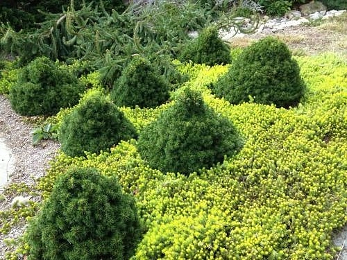 Ель обыкновенная Томпа (Tompa)