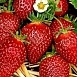 Земляника (клубника) 'Корона'