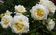 Роза 'Шопен' (чайно-гибридная) (белая)