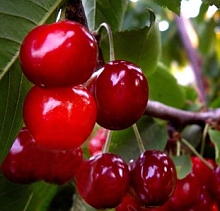 Вишня обыкновенная 'Лебедянская'