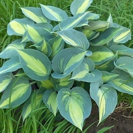 Хоста гибридная (вздутая, волнистая) 'Катерина'