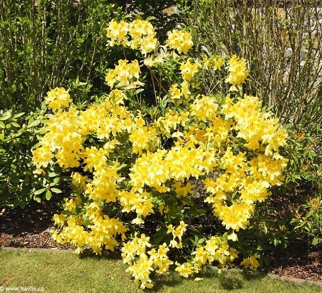 Рододендрон гибридный (азалия) 'Аннеке' (желтая)