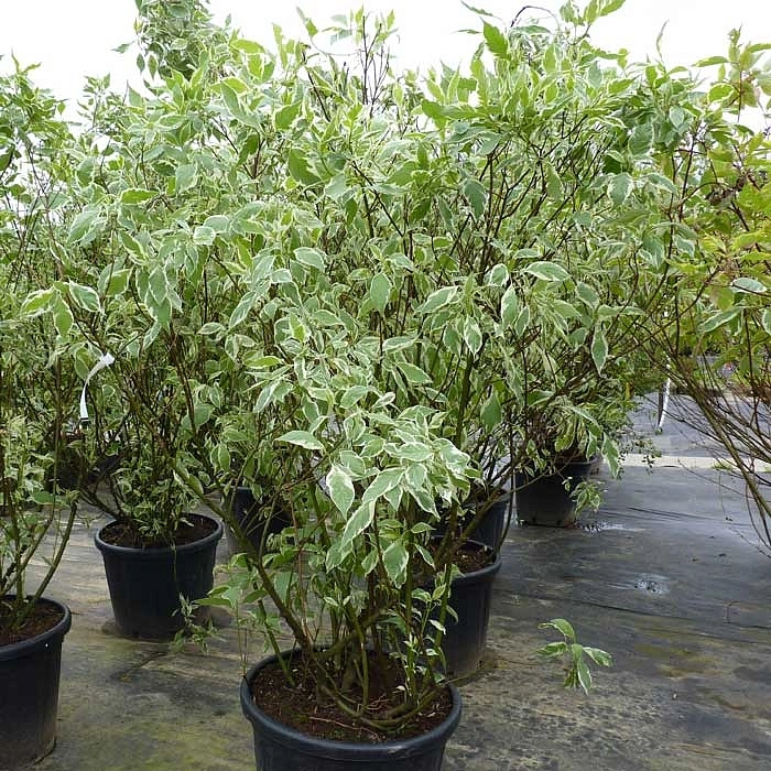 Дерен белый 'Элегантиссима'