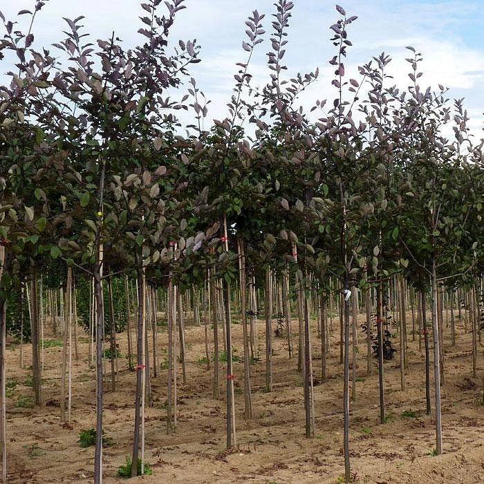 Черемуха обыкновенная 'Колората'