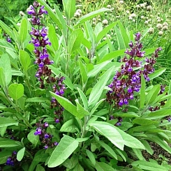 Шалфей овощной 'Бриз'