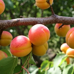 Абрикос 'Чемпион севера'