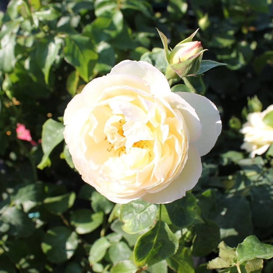 Роза 'Шато де Шеверни' (чайно-гибридная) (желтая)