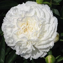 Пион молочноцветковый 'София Чойс' (белый)