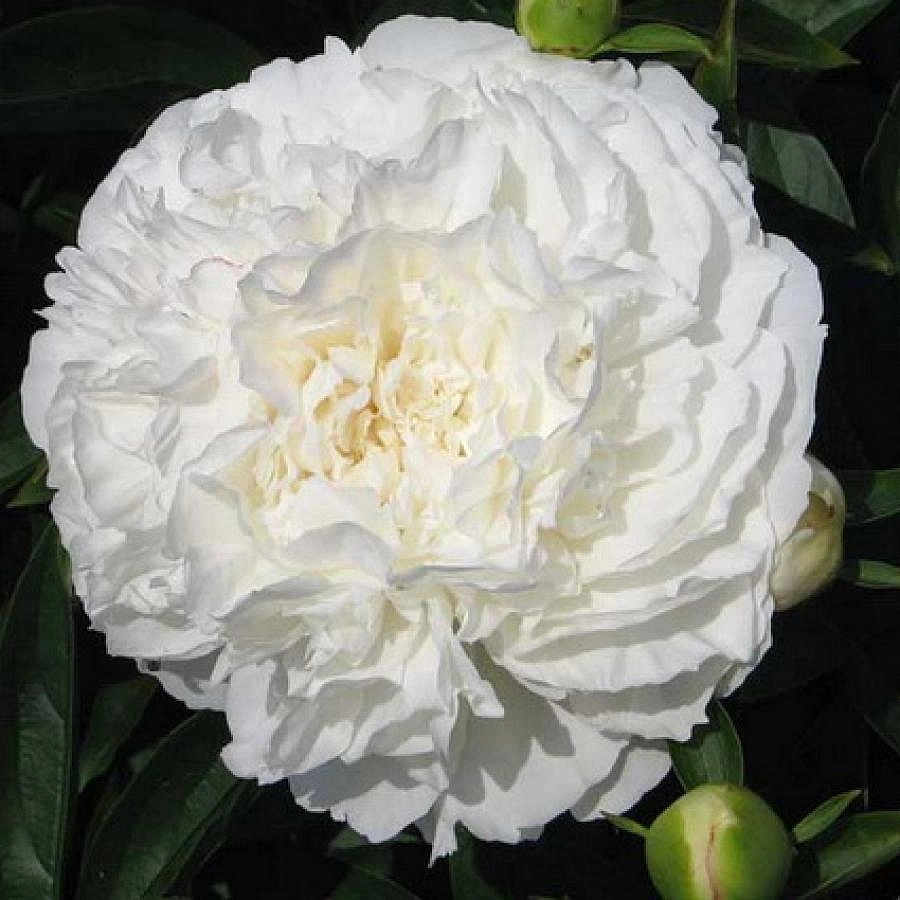 Пион молочноцветковый 'София Чойс' (белый)