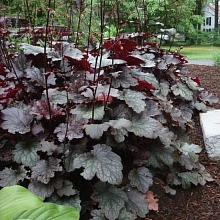 Плюм Пудинг