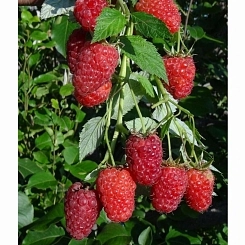 Малина 'Красная гвардия' ремонтатная