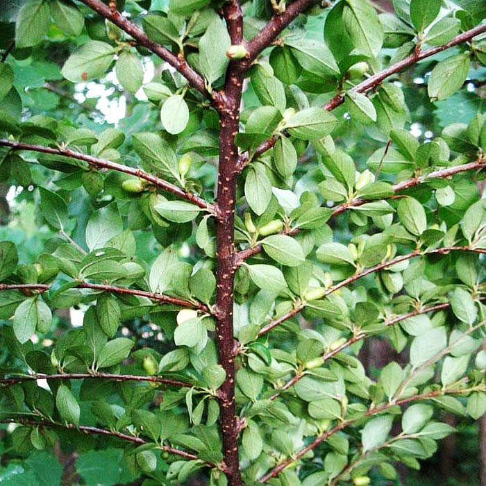 Кизильник растопыренный