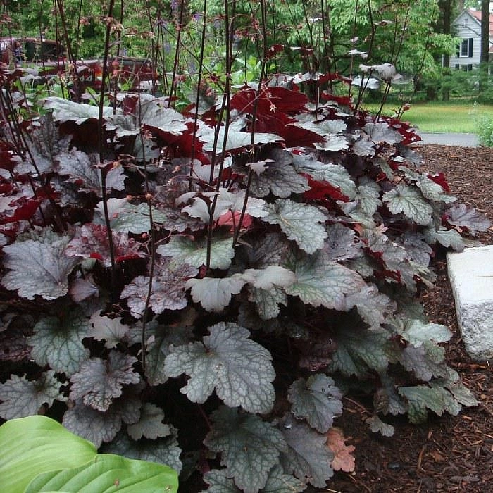 Плюм Пудинг