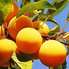 Алыча 'Царская' (Желтая) 