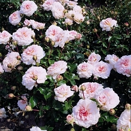 Роза Бременские музыканты (Bremer Stadtmusikanten)