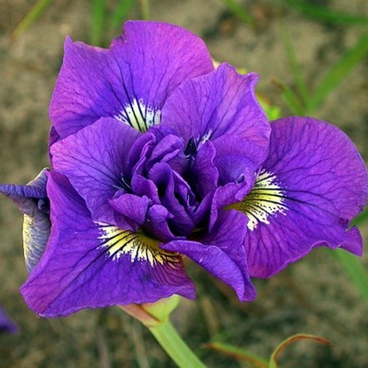 Ирис сибирский 'Дабл Стандарт'