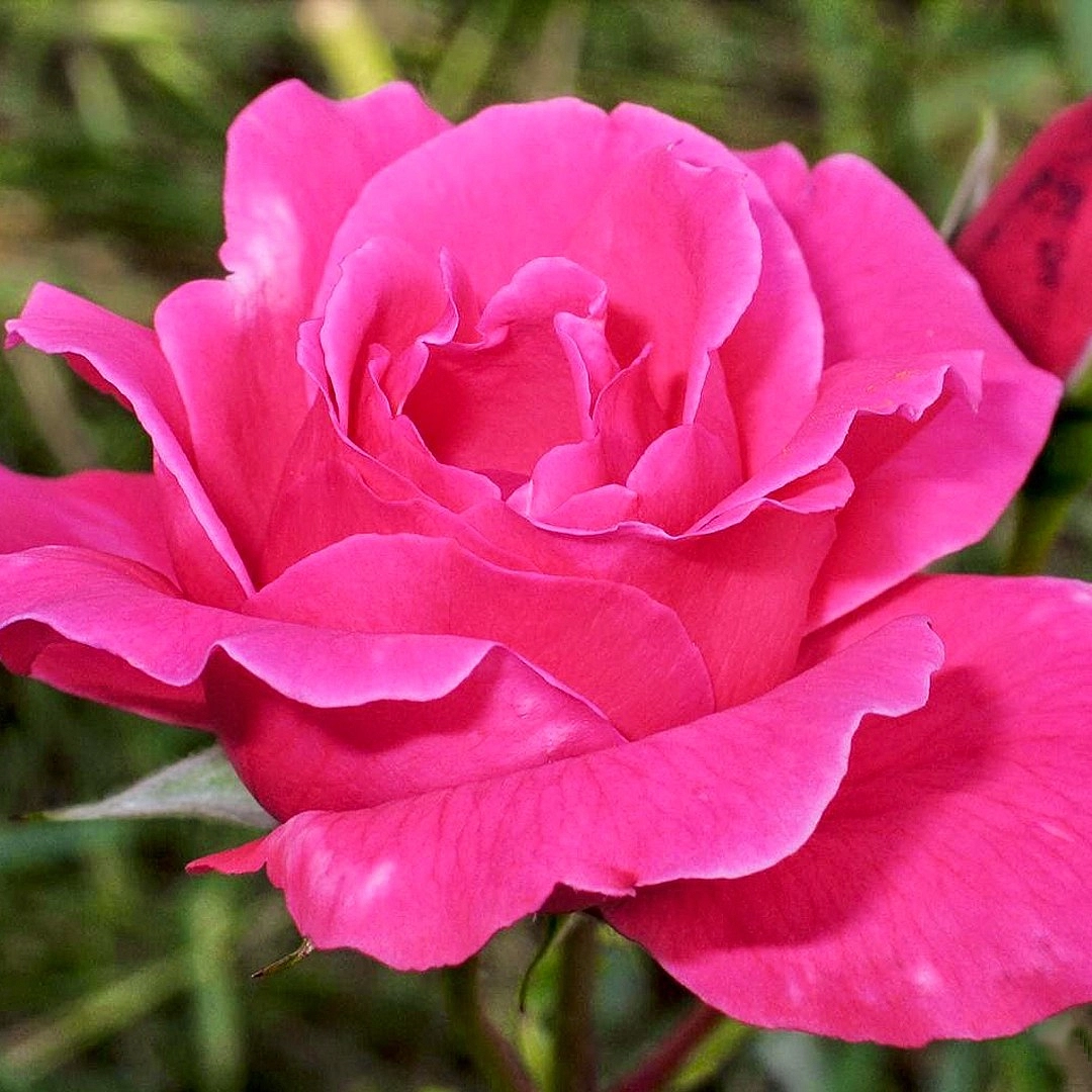 Роза 'Виен Роуз' (чайно-гибридная) (розово-малиновой)