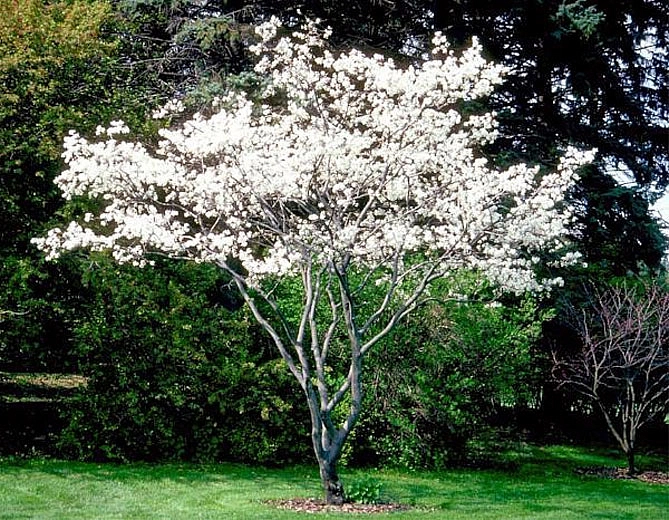 Ирга Ламарка зонт