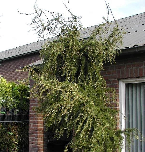 Лиственница европейская Хорстманн Рекурвед (Horstmann Recurved)