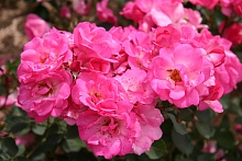 Роза 'Вилли де Роюлс' (флорибунда) (розово - малиновая)