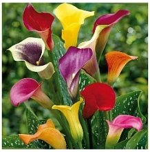 Многолетник Клубень Калла