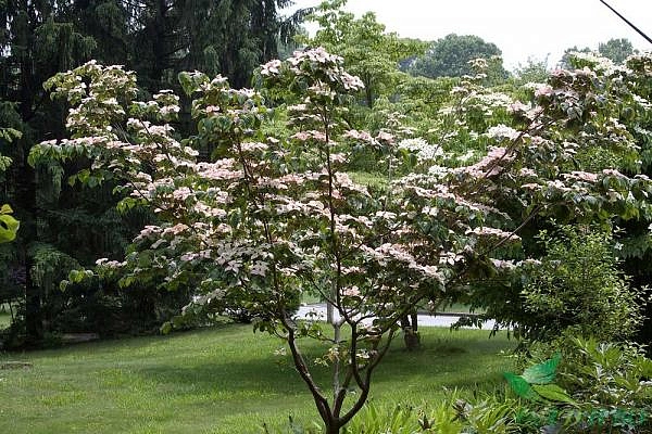 Дерен коуза 'Сатоми'