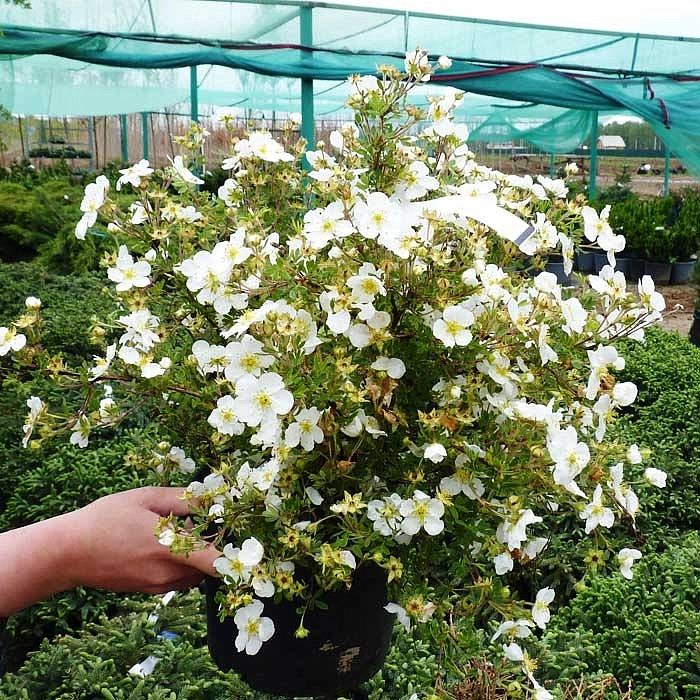 Лапчатка кустарниковая 'Абботсвуд'