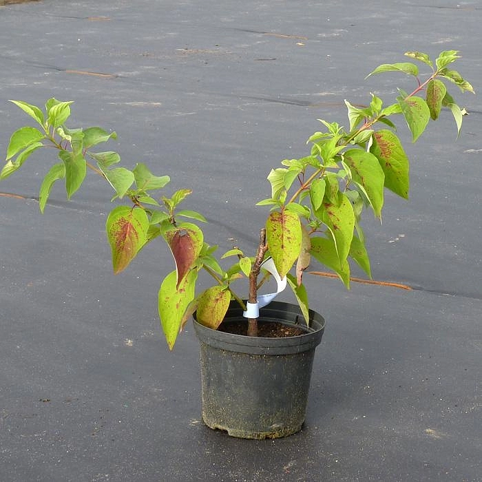 Дерен белый