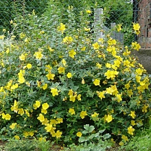 Зверобой раскидистый