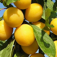 Алыча 'Мара'