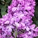 Сирень обыкновенная '50- лет Октября' (фиолетовая)