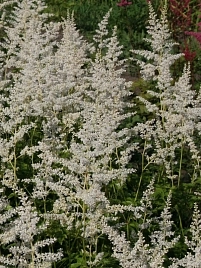 Астильба японская 'Герб де Нейж'