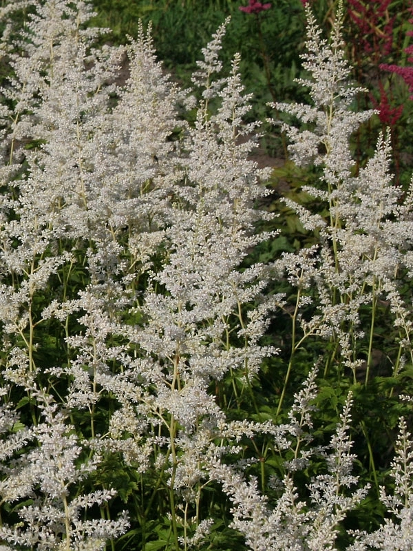 Астильба японская 'Герб де Нейж'