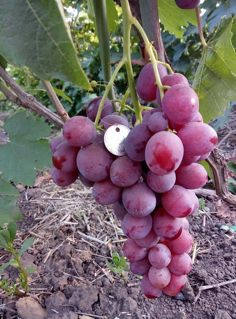 Виноград 'Лотос' (бессемянный розовый)