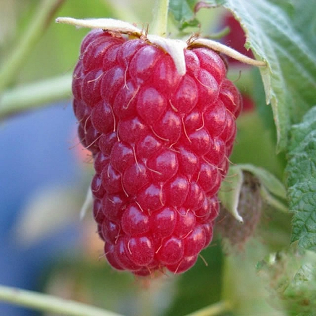 Малина 'Носорог' (ремонтантная)