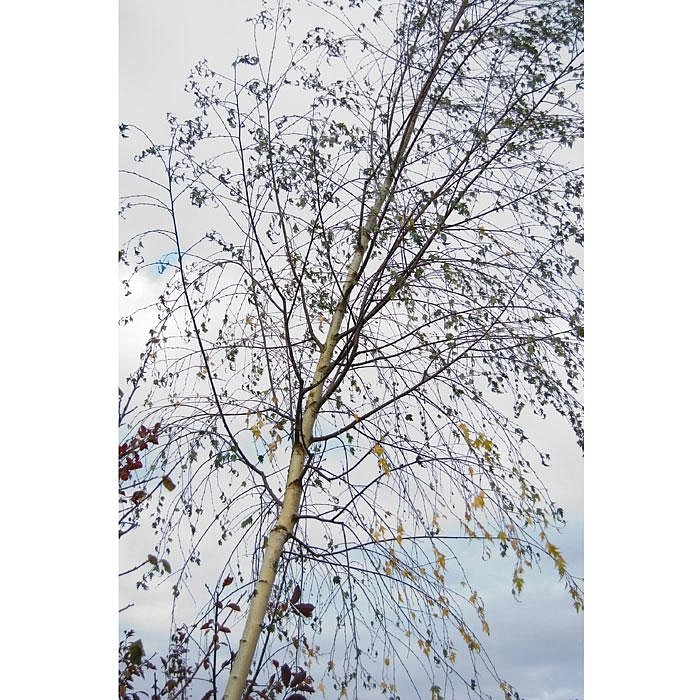 Береза повислая 'Лациниата'